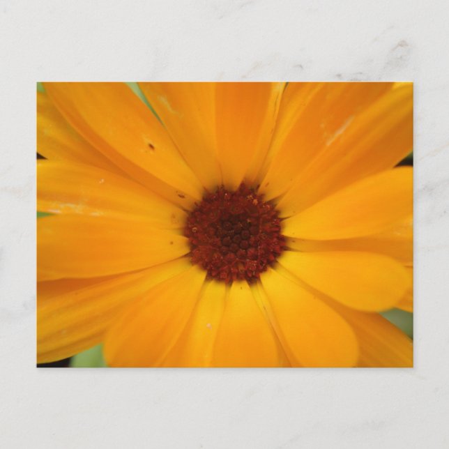 Orange Rain Daisy Postcard (Front)