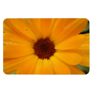 Orange Rain Daisy Premium Magnet