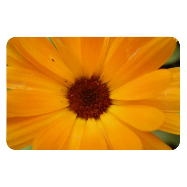 Orange Rain Daisy Premium Magnet (Horizontal)