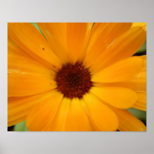 Orange Rain Daisy Print