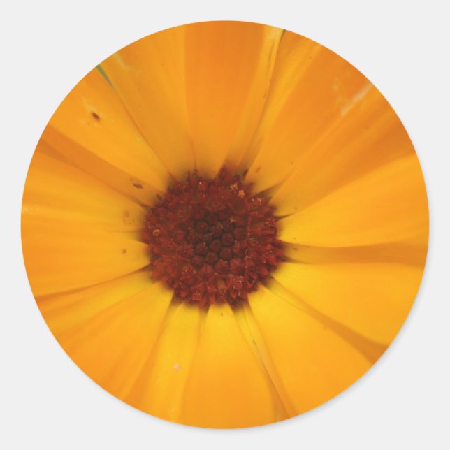 Orange Rain Daisy Stickers (Front)