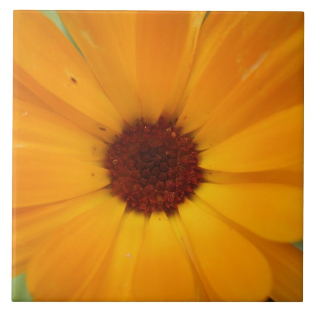 Orange Rain Daisy Tile (Front)