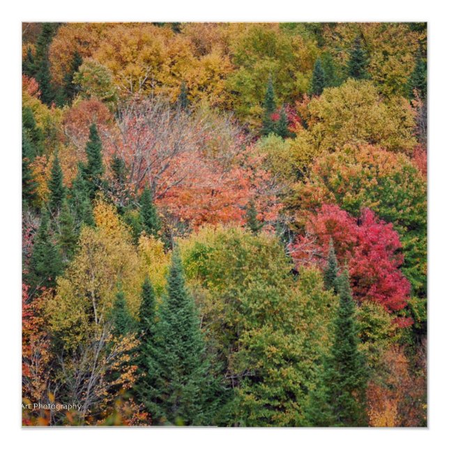 Orange Red Bush Poster (Front)