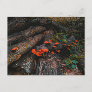 Orange red fungi growing on woods postcard