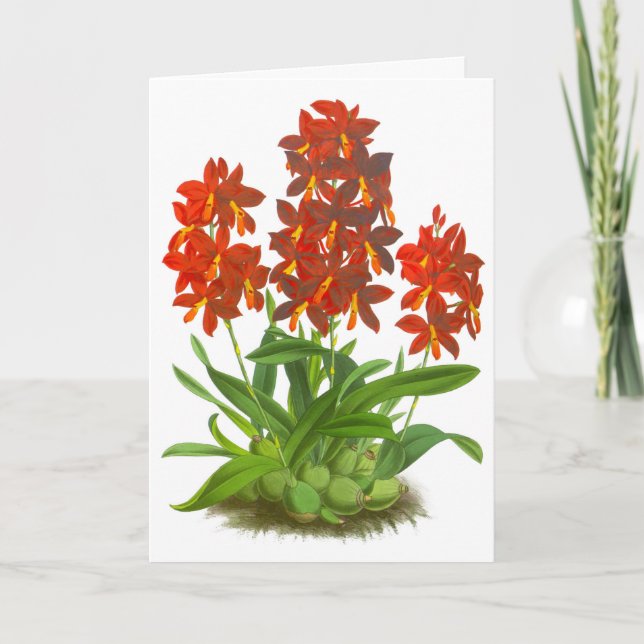Orange Red Orchid Flower Blank Note Card (Front)