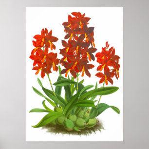 Orange Red Orchid Flower_GA - Poster