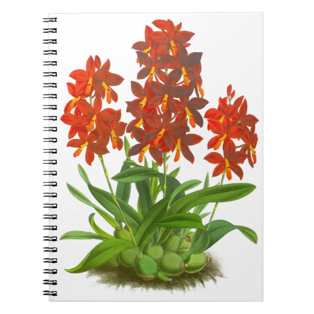 Orange Red Orchid Flower_GC Notebook (Front)