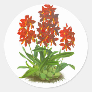 Orange Red Orchid Flower_GC - Sticker