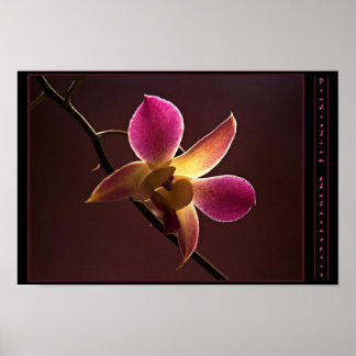 Orange-Red Orchid Poster
