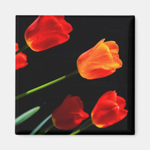 Orange Red Tulip Flowers Black Background Magnet
