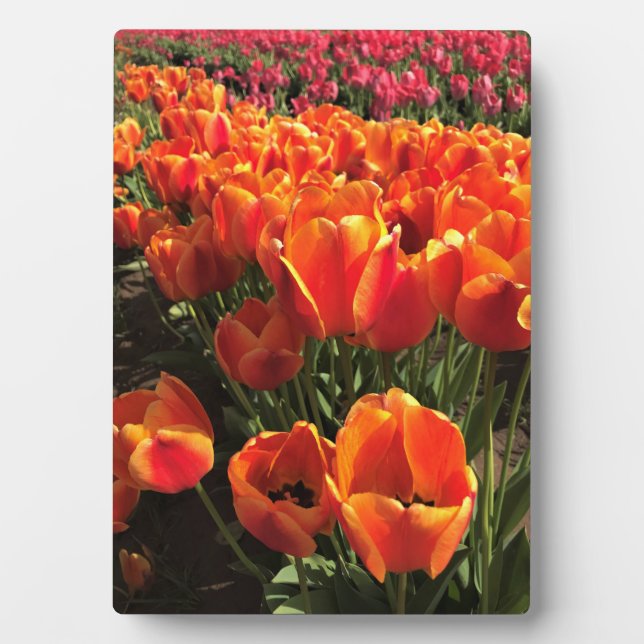 Orange & Red Tulips Plaque (Front)
