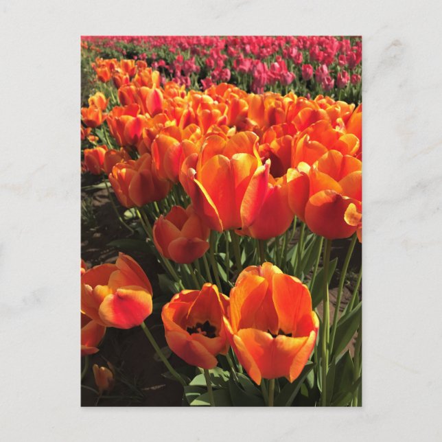 Orange & Red Tulips Postcard (Front)