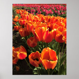 Orange & Red Tulips Poster