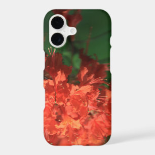 Orange Rhododendron