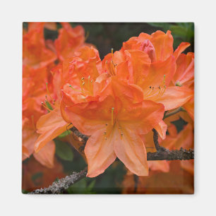 Orange Rhododendron Flower Magnet