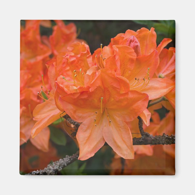 Orange Rhododendron Flower Magnet (Front)
