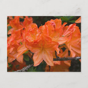Orange Rhododendron flowers postcard