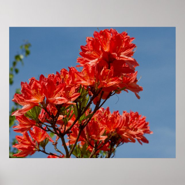 "Orange Rhododendron" Poster (Front)