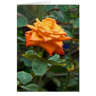 Orange Rose