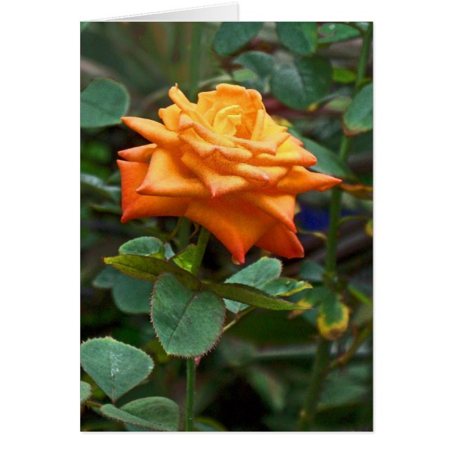 Orange Rose (Front)