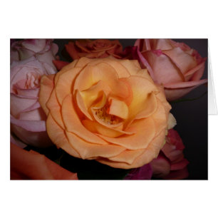 Orange Rose