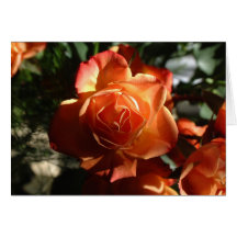 Orange Rose