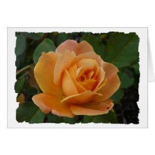 Orange rose