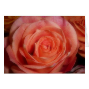 Orange Rose