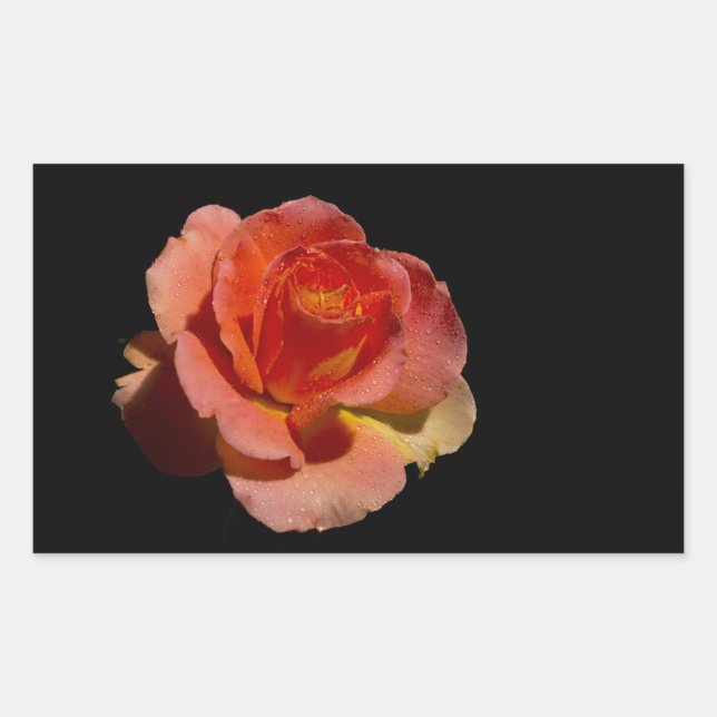Orange Rose 2 Rectangular Sticker (Front)