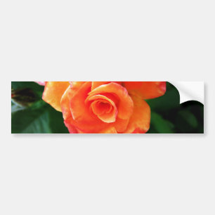 Orange rose  bumper sticker