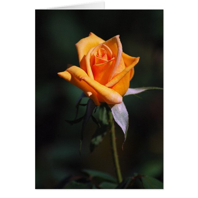 Orange Rose Card (Front)
