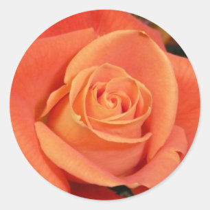 Orange Rose Classic Round Sticker