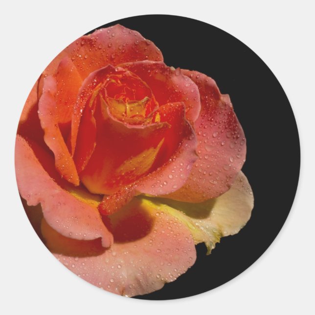 Orange Rose Classic Round Sticker (Front)