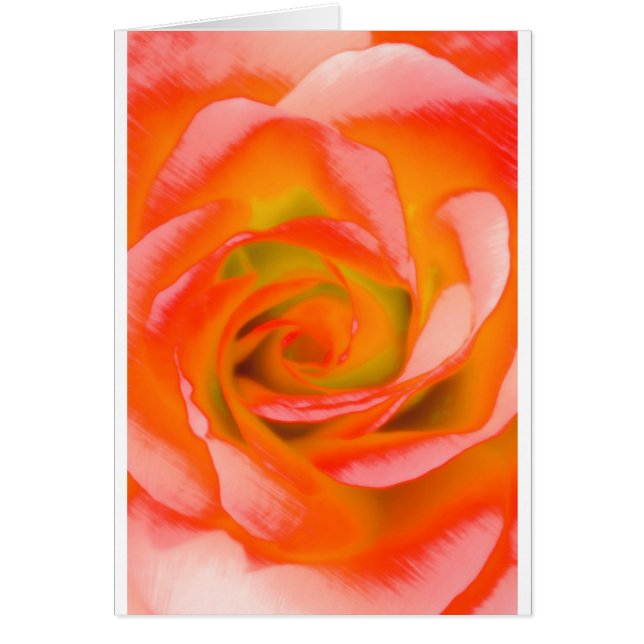 Orange Rose Close-up (Front)