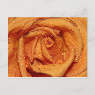 Orange Rose Dewdrops Postcard