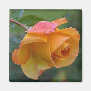 Orange Rose Floral 2 Magnet