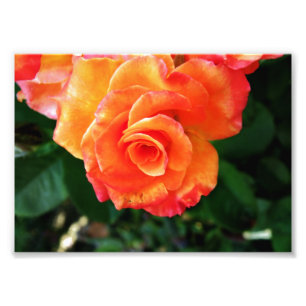 Orange rose flower photo print