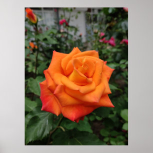 Orange rose flower poster