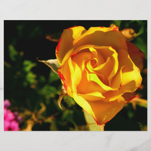 Orange rose flyer (Front)