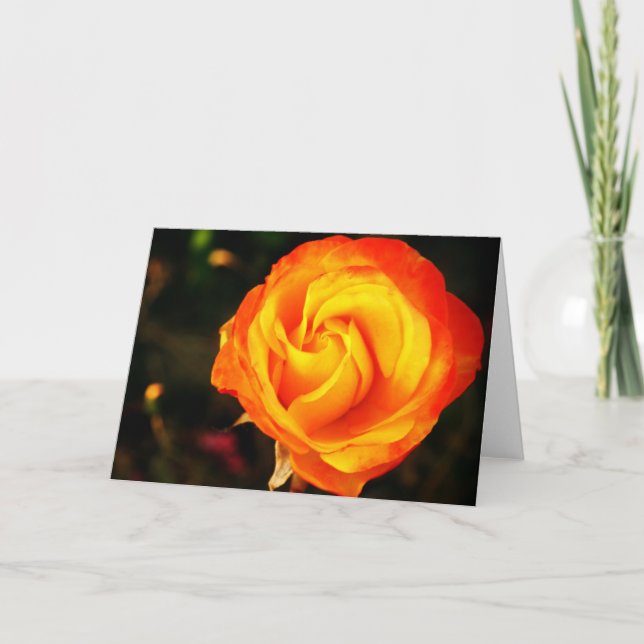 Orange rose holiday card (Front)