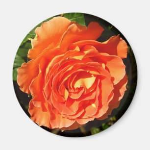 Orange Rose I Pretty Floral Magnet