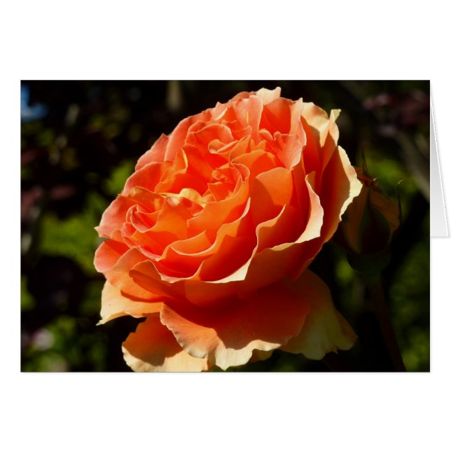 Orange Rose II Beautiful Floral (Front Horizontal)