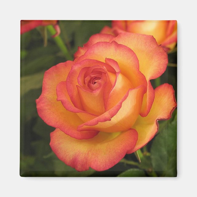 Orange Rose Magnet (Front)