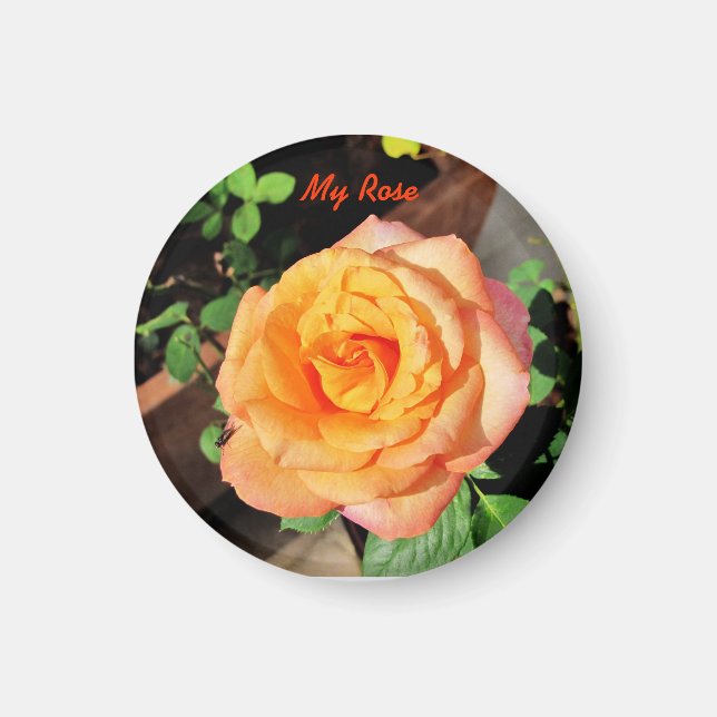 Orange Rose Magnet (Front)