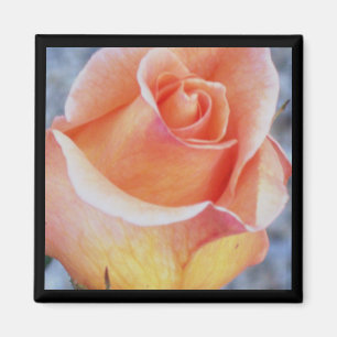 orange rose magnet