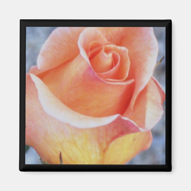orange rose magnet (Front)