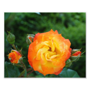 Orange Rose Meditation Photo Wall Decor