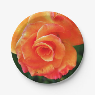 Orange rose   paper plate