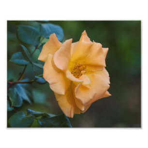 Orange Rose Photo Print