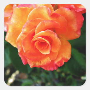 Orange Rose Photography Square Sticker